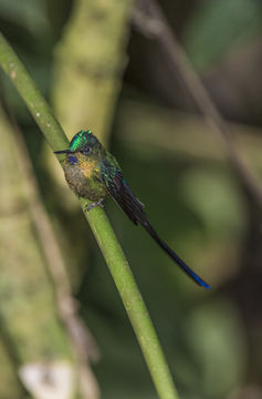 Image of Violet-tailed Sylph