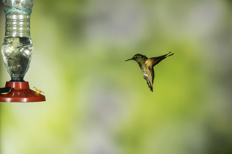 Image de Colibri de Mulsant