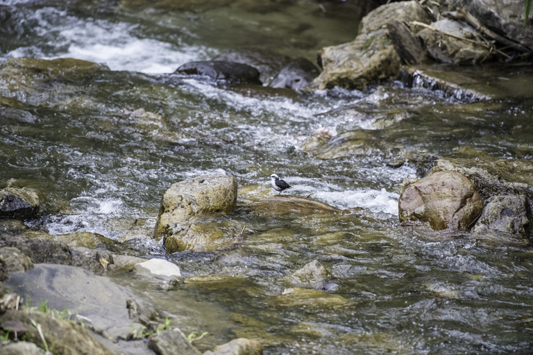 Image of White-capped Dipper