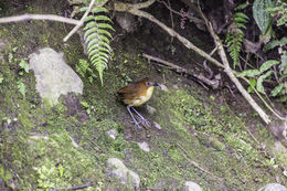 Image of Yellow-breasted Antpitta