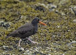 Image of Black Oystercatcher