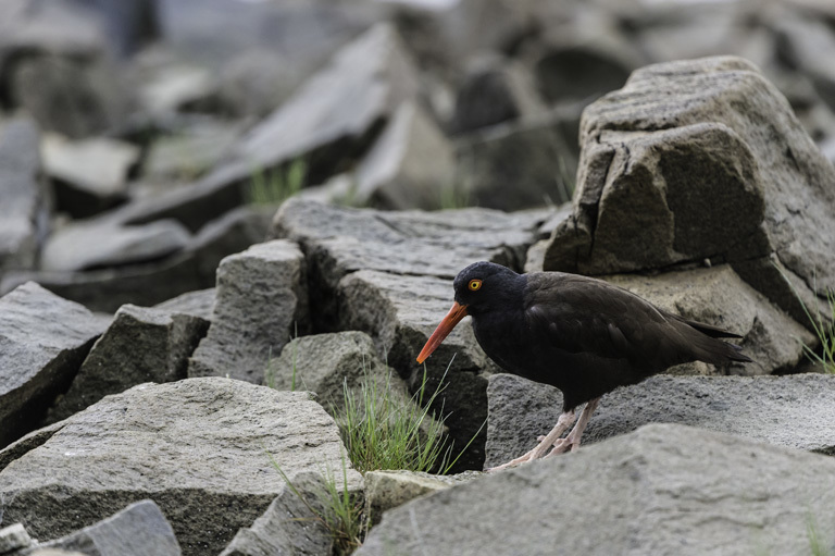 Image of Black Oystercatcher