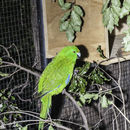 Image of Antipodes Green Parakeet