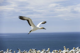 Image of Australasian Gannet