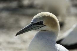 Image of Australasian Gannet