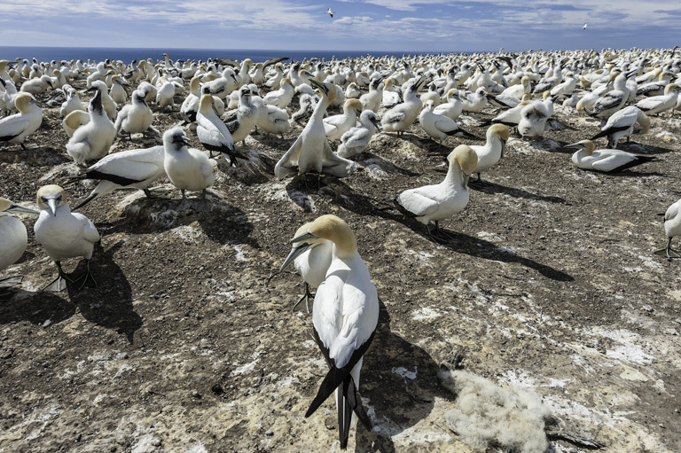 Image of Australasian Gannet