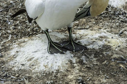 Image of Australasian Gannet