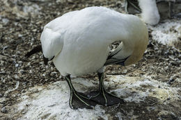 Image of Australasian Gannet