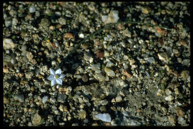 Imagem de Muilla coronata Greene