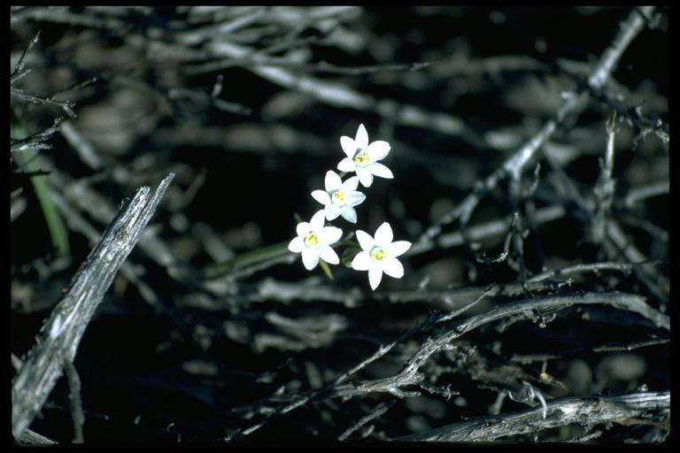 Imagem de Muilla coronata Greene