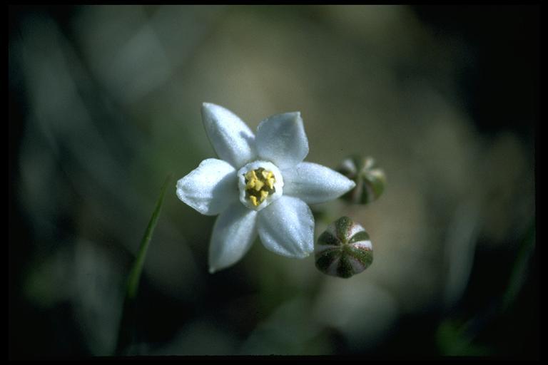 Imagem de Muilla coronata Greene