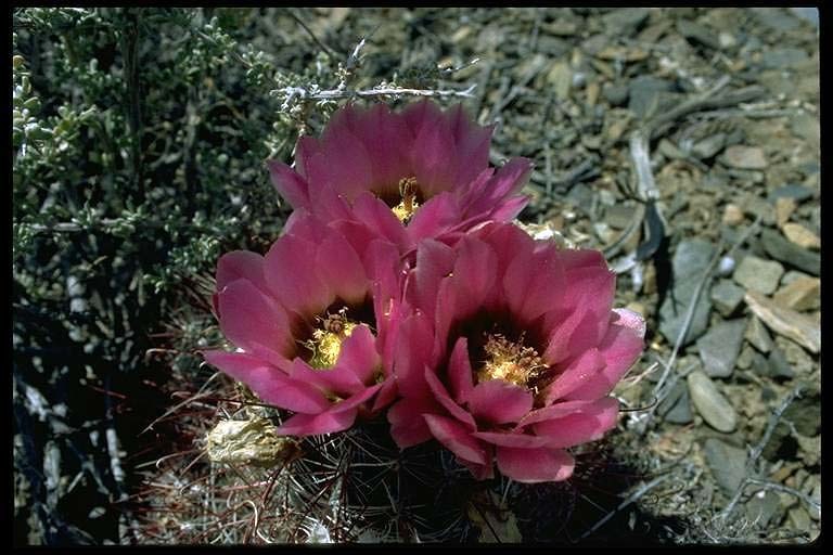 صورة Sclerocactus polyancistrus (Engelm. & J. M. Bigelow) Britton & Rose