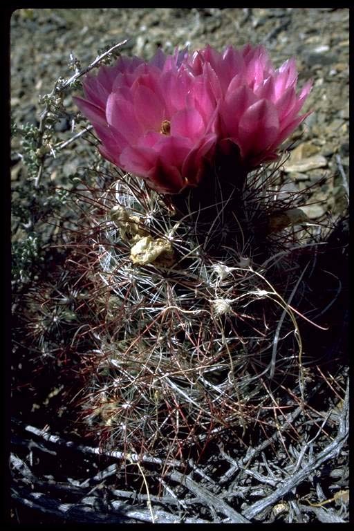 صورة Sclerocactus polyancistrus (Engelm. & J. M. Bigelow) Britton & Rose