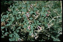 Image of desert snowberry