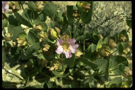 Mirabilis alipes (S. Wats.) G. E. Pilz resmi