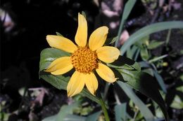 صورة Bidens cernua L.