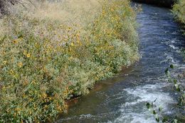 Image of common sunflower