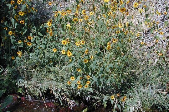 Image of common sunflower