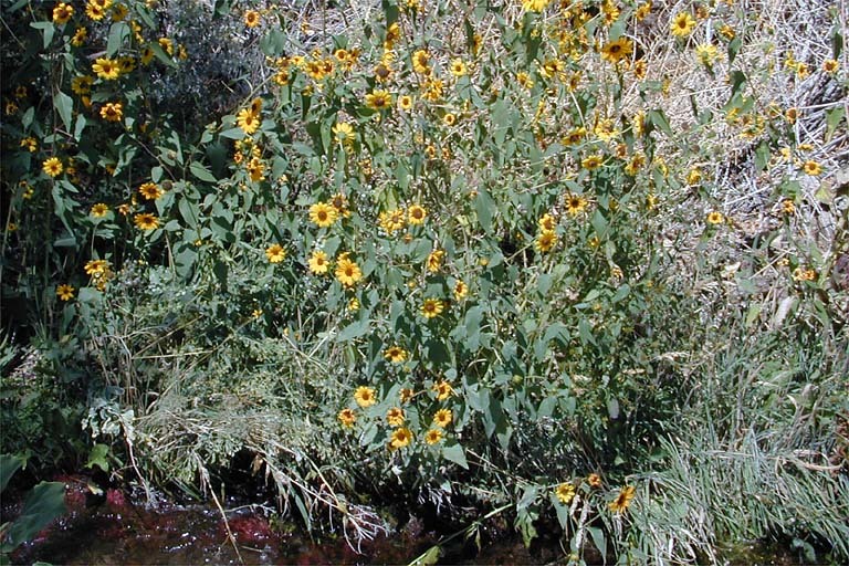 Image of common sunflower