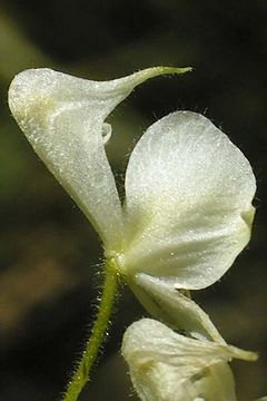 Image of Columbian monkshood