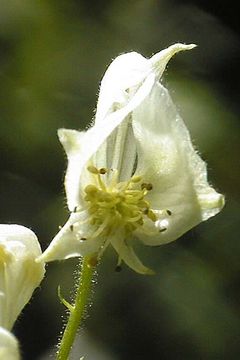 Image of Columbian monkshood