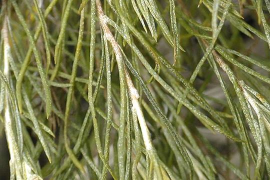 Ericameria bloomeri (A. Gray) Macbr. resmi