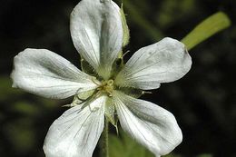 Image of Richardson's geranium