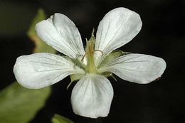 Image of Richardson's geranium