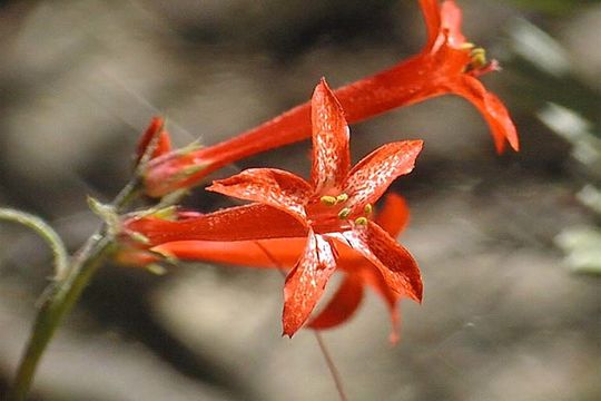 Image of Scarlet Gilia