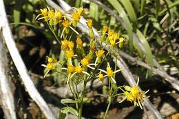 Imagem de Senecio triangularis Hook.