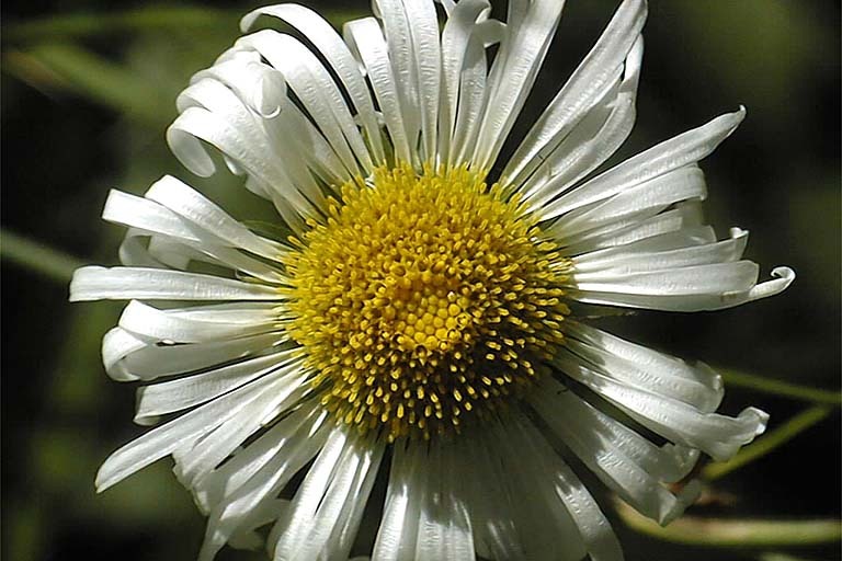 Image of large mountain fleabane