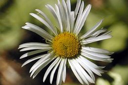 Image of large mountain fleabane