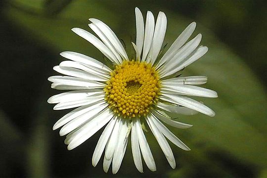 Image of large mountain fleabane