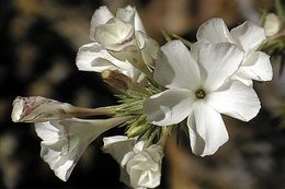 Image of granite prickly-phlox