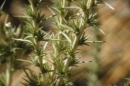 Image of granite prickly-phlox