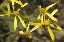 Image of broom-like ragwort