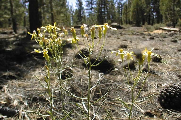 Image of broom-like ragwort