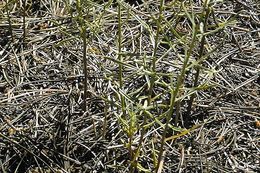 Image of broom-like ragwort