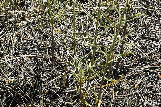 Image of broom-like ragwort