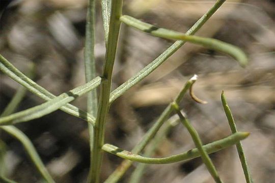 Слика од Senecio spartioides Torr. & A. Gray