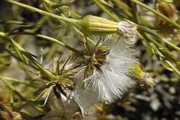 Image of broom-like ragwort