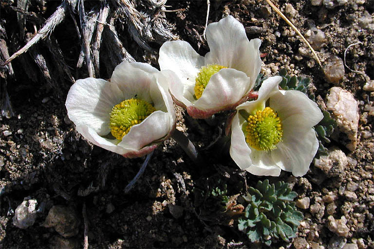 Image of <i>Ranunculus andersonii</i>