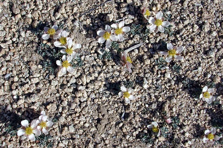 Image of <i>Ranunculus andersonii</i>