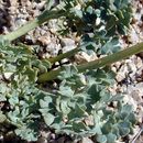 Image of <i>Ranunculus andersonii</i>