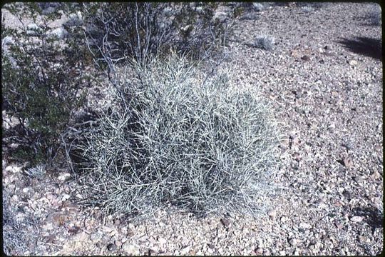 Image of Death Valley Mormon Tea