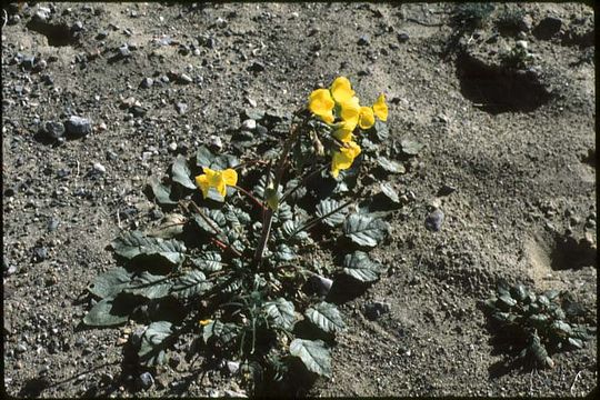 Image of yellow cups