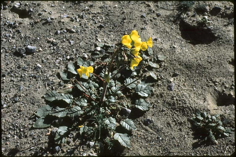 Imagem de Chylismia brevipes Small