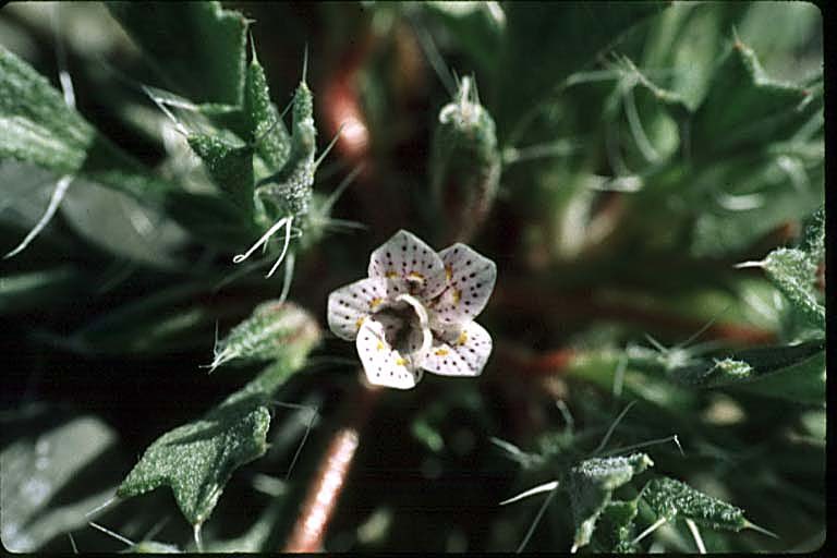 Image of Great Basin langloisia