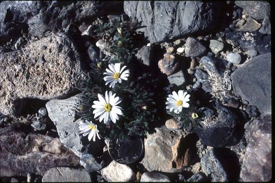 Monoptilon bellioides (A. Gray) H. M. Hall resmi