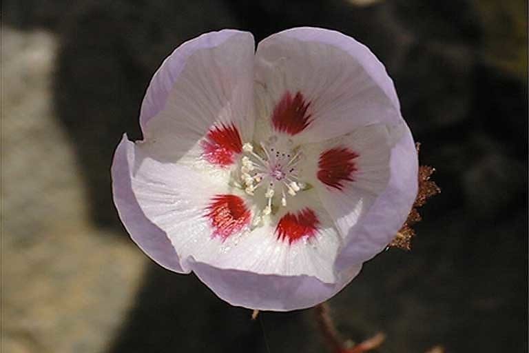 Imagem de Eremalche rotundifolia (A. Gray) Greene